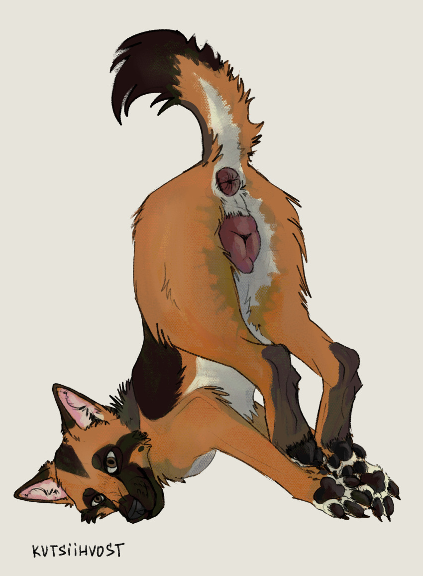 1girls anatomically_correct anatomically_correct_genitalia canid canine canis domestic_dog female feral genitals german_shepherd herding_dog hi_res kutsiihvost mammal pastoral_dog solo upside-down