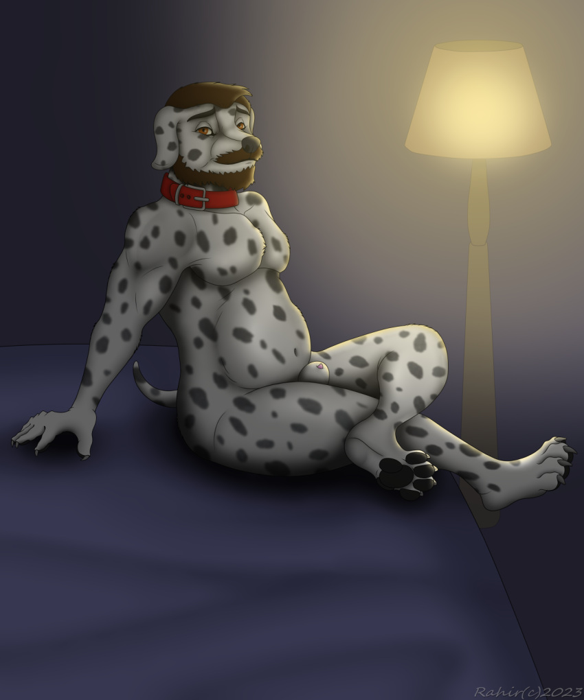 1boy animal_genitalia anthro beard bed belly canid canine canis collar dadbod dalmatian digital_media_(artwork) domestic_dog facial_hair furniture genitals hi_res male male_only mammal nude paws penis penis_tip pose rahir_(artist) sheath sitting slightly_chubby solo solo_male