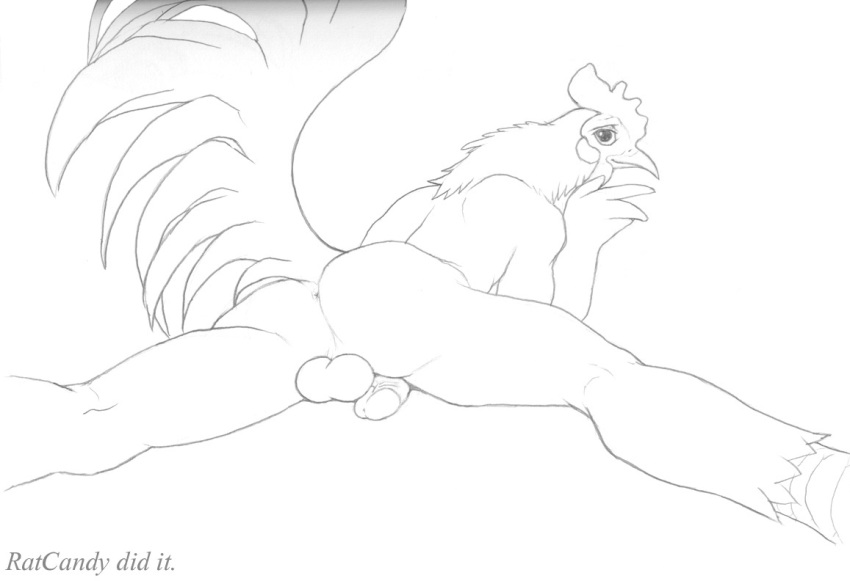 1boy avian balls feathers looking_back male male_chicken male_only nude on_front penis ratcandy sketch solo spread_legs spreading