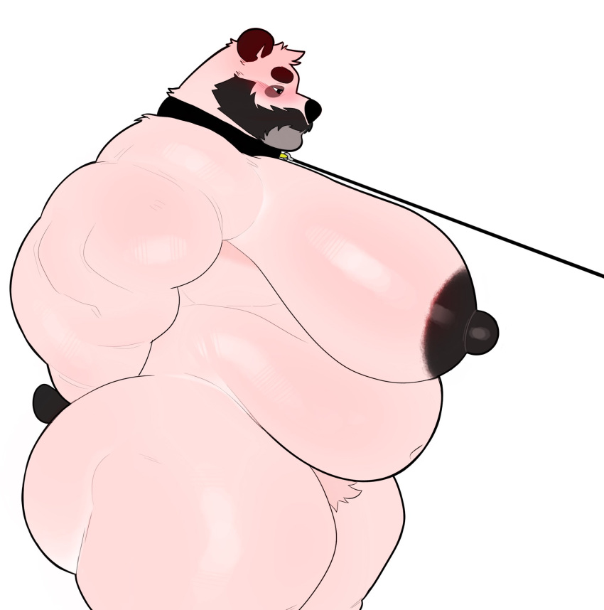 1boy bara_tiddies bara_tits bear bear_ears bear_tail beard beard_and_boobs belly big_belly big_breasts big_chest big_nipples black_nipples blush bound_wrists breeding_slave chubby chubby_anthro chubby_male collar collar_and_leash dark_nipples facial_hair fertile gay huge_breasts huge_chest leash leash_and_collar leashed_collar male male_anthro male_breasts male_only male_with_breasts man_boobs manboobs manly mature mature_anthro mature_male milkblend moobs muscular muscular_anthro muscular_arms muscular_ass muscular_male nude original_character panda pink_fur pink_skin pom_(milkblend) pubic_hair side_view