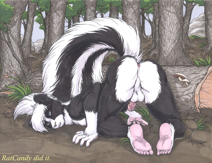 1boy 2002 anthro anus balls cock face_down_ass_up feet furry log looking_at_viewer looking_back male penis perineum presenting presenting_hindquarters raised_tail ratcandy skunk soil soles solo solo_male tail tree_trunk trees woods