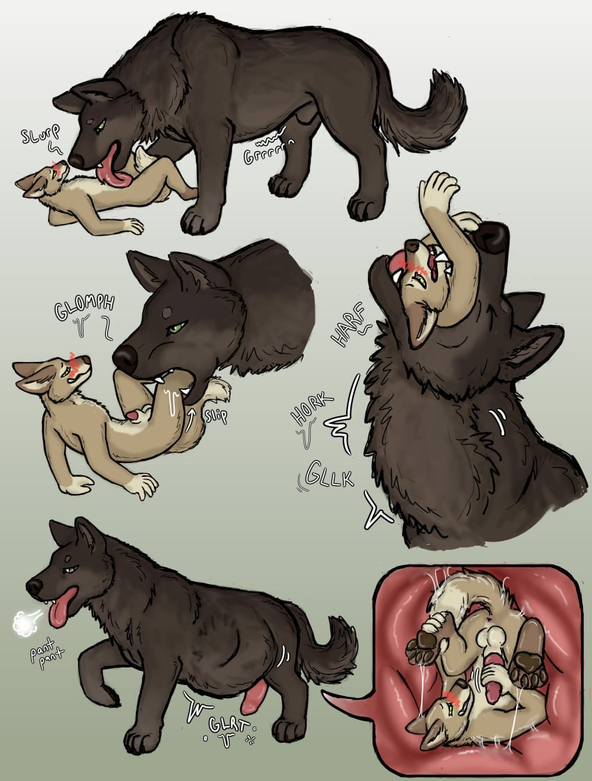 absurd_res animal_genitalia anthro balls belly_lick blush canid canine canis coyote duo erection feet_first feral genitals hgythshs hi_res inside_stomach internal larger_feral licking licking_body male male/male mammal masturbating_prey masturbation masturbation_inside_body masturbation_inside_stomach mythological_canine mythological_creature mythology neck_bulge organs rumbling_stomach sheath size_difference stomach stomach_bulge swallowing tongue vore werecanid werecanine werecreature werewolf willing_prey wolf