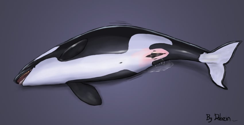 cetacean dolorcin female feral feral_unbirthing_human marine orca pregnant pussy solo unbirthing vore wet