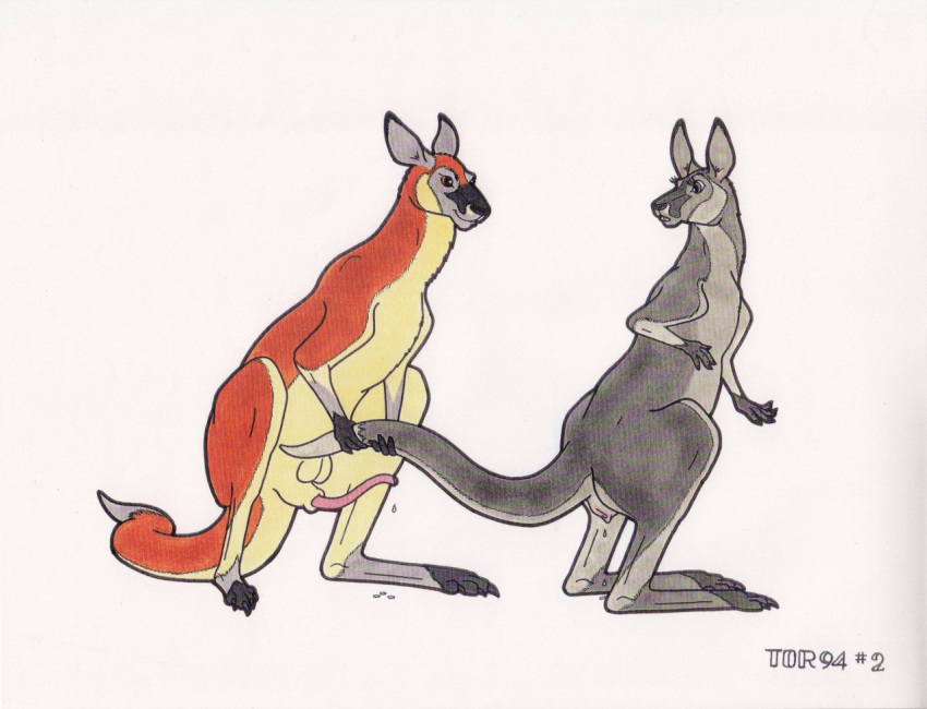 2011 anatomically_correct balls cum female feral from_behind kangaroo male marsupial penis pussy pussy_juice sex straight tor