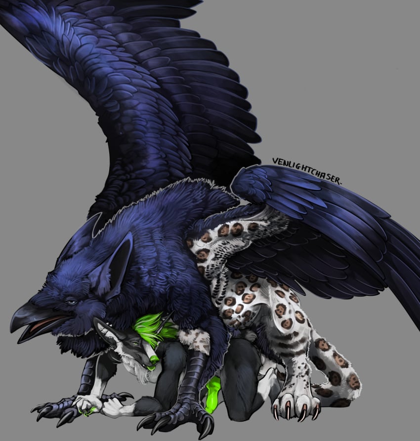 anal anal_sex anthro anthro_on_feral anthro_penetrated avian beak black_beak black_claws canid claws duo erection faunoiphilia feet feral feral_penetrating feral_penetrating_anthro fur genitals green_knot green_penis grey_body grey_fur gryphon hi_res knot male male/male mammal mythological_avian mythological_creature mythology penetration penis sex size_difference smaller_penetrated talons toes venlightchaser ventus_the_sox zoophilia