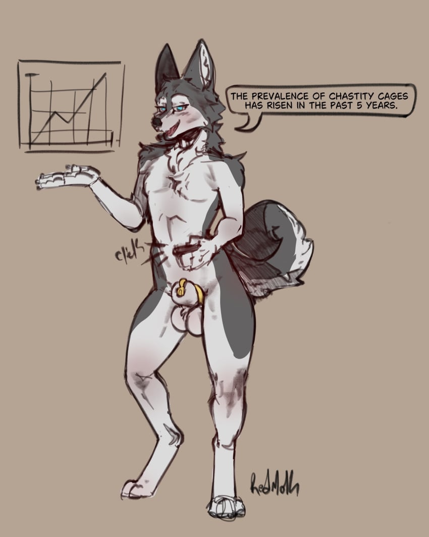 2024 4:5 animal_genitalia anthro balls biped black_nose blue_eyes blush brown_background canid canine canis chastity_cage chastity_cage_only chastity_device chastity_device_only curled_tail dialogue digital_media_(artwork) digitigrade domestic_dog english_text front_view full-length_portrait fur genitals gold_(metal) gold_chastity_cage gold_chastity_device hi_res holding_object husky line_graph looking_at_viewer male mammal multicolored_body multicolored_ears multicolored_fur nordic_sled_dog nude open_mouth portrait presentation redmok sheath simple_background solo song_(song) speech_bubble spitz standing tail text two_tone_body two_tone_ears two_tone_fur two_tone_tail