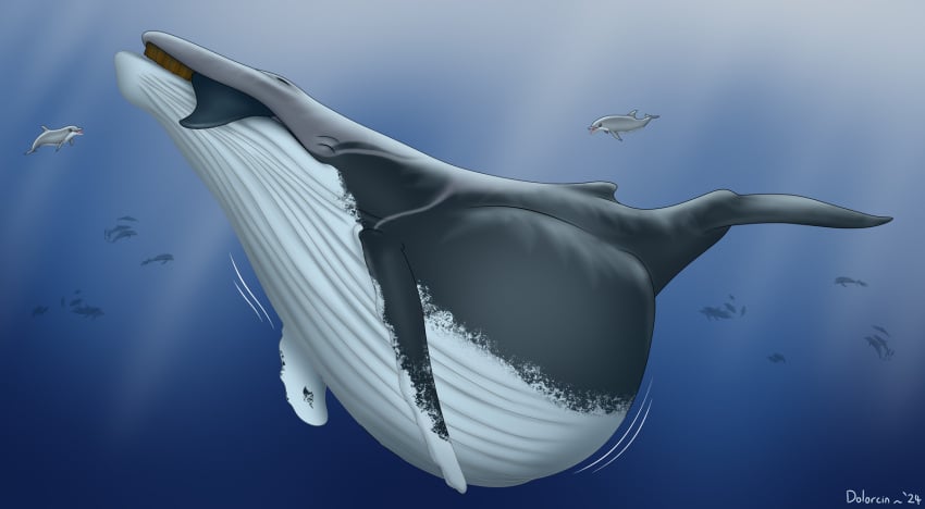 2024 almost_fully_inside ambiguous_feral ambiguous_gender ambiguous_pred ambiguous_prey baleen_whale belly big_belly bottlenose_dolphin cetacean dolorcin dolphin feral feral_pred feral_prey grey_body group head_first hi_res huge_belly humpback_whale loup_(dosfin) mammal marine motion_lines oceanic_dolphin oral_vore palequin soft_vore solo_focus toothed_whale underwater vore water whale white_body year