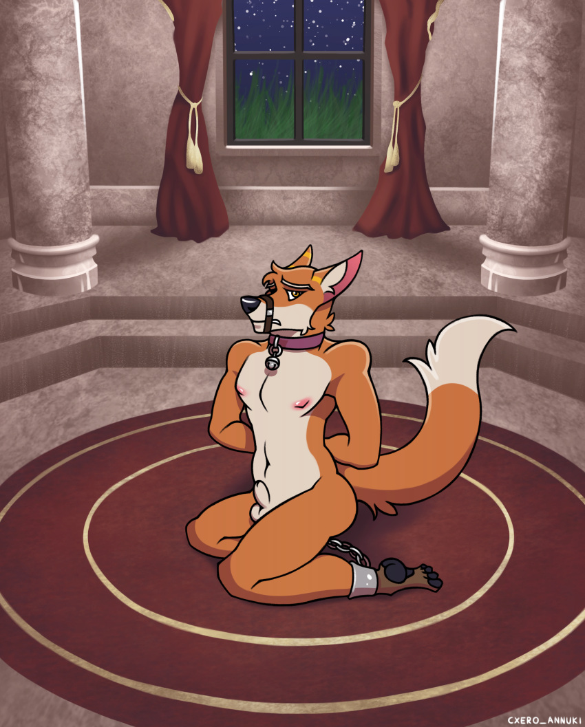 absurd_res animal_genitalia animal_penis anthro bell bell_collar canid canine canine_genitalia canine_penis collar cuff_(restraint) cxeroannuki flaccid fox fur genitals hi_res kneeling looking_at_viewer male mammal muzzle_(object) muzzle_strap muzzled navel nipples orange_body orange_fur pawpads paws penis red_fox restraints scared sheath solo tail true_fox yellow_eyes