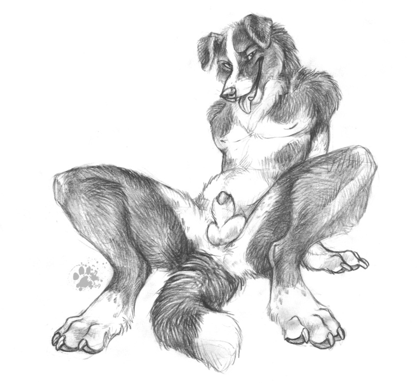 anthro blotch border_collie bordercollie canine fur furry furry_only happy male male_only penis pose sitting solo tail