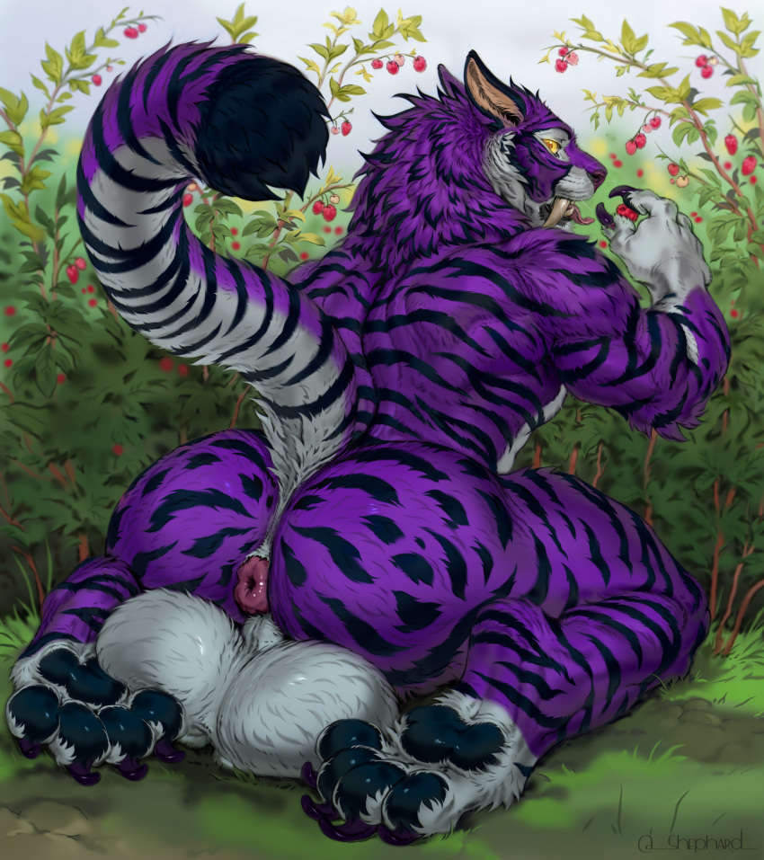 anthro ass balls big_balls eating felid feline genitals hi_res huge_balls hybrid kneeling looking_back male male_only mammal muscular muscular_male presenting presenting_hindquarters raised_tail shepherdart solo tail