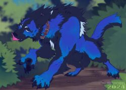 black_claws blue_eyes blue_fur claws collar fluffy fur male male_only outdoors outside rayliicious sheath tongue_out werewolf