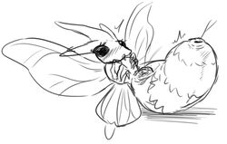 female insect monochrome moth nintendo pokémon_(species) pokemon solo venomoth