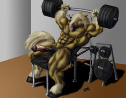 abs anatomically_correct balls biceps big_penis clenched_teeth cock_ring equine gym horse horsecock male male_only muscles pecs penis solo sudonym sweat vein weightlifting weights