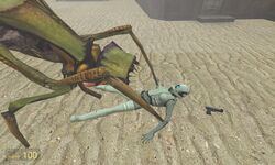 16:9 3d 3d_(artwork) antlion combine combine_assassin female forced garry's_mod half-life half-life_2 half-life_2_beta insect interspecies monster rape spider tagme transhuman valve zoophilia