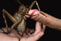 penis tagme weta