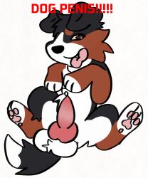 2d_animation animal_genitalia animal_penis animated balls bernese_mountain_dog black_body black_fur black_nose bodily_fluids brown_body brown_eyes brown_fur canid canine canine_genitalia canine_penis canis countershading cute_fangs domestic_dog english_text erection feral flipaclip fluffy_balls fur genital_fluids genitals glistening glistening_eyes hi_res ibispaintx jackrabbit_(artist) male mammal molosser motion_tweening mountain_dog pawpads paws penis pink_pawpads pink_penis pink_tongue precum solo swiss_mountain_dog text tongue tongue_out white_body white_fur