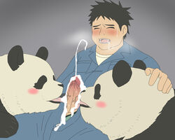 2012 bestiality blowjob blush cum erection feral gay human human_only interspecies kemono male male/male male_on_male male_only open_mouth oral oral_sandwich oral_sex panda penis sex shirokuma_cafe tongue zoophilia