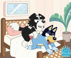 2024 anthro bandit_heeler bed black_body black_nose blue_body bluey_(series) canid canine canis detailed_background domestic_dog duo erection furniture genitals grolarbearsins mackenzie's_dad_(bluey) male male/male mammal penis pillow plant tongue tongue_out white_body