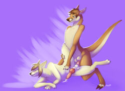 2012 anal balls brown_hair canine closed_eyes cum dingo doodlies fur grin hair kangaroo maim male mammal marsupial nude open_eyes penis plain_background purple_background sex yaoi