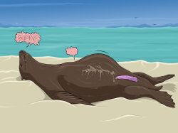 ambient_bird anus beach belly big_belly bodily_fluids brown_body brown_fur burping closed_eyes cum cum_on_self erection feral feral_pred fully_inside fur genital_fluids genitals hi_res lying male male_feral male_pred mammal marine on_back penis pinniped sand sea sea_lion short_tail solo solo_feral stomach_bulge strega tail vore vore_belly water whiskers zoophilia