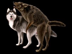 canine canine ebon_lupus female husky male sex wolf