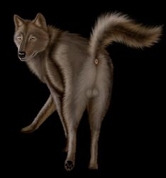 anus canine ebon_lupus feral male wolf