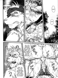 anal anal_sex balls canine comic feline furry gay jin_(artist) lion male no_humans penetration penis sweat translated wolf