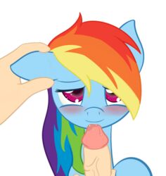 2012 animated blush drooling equine erection female feral feral_penetrated friendship_is_magic hair horse human human_on_feral human_penetrating human_penetrating_feral human_pov interspecies licking long_hair looking_at_viewer male_on_feral multicolored_hair my_little_pony oral pegasus penis pony purple_eyes rainbow_dash_(mlp) rainbow_hair ratofdrawn saliva smile solo tongue tongue_out wings zoophilia