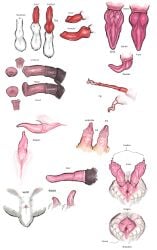 animal_penis barbed_penis canine_penis cervine_penis cetacean_penis cloaca equine_penis erection feline_penis hemipenes knot lagomorph_penis odonata-nymph ostrich_penis porcine_penis sheath slit