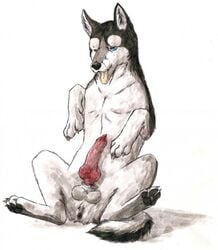 anatomically_correct anus balls blue_eyes canine canine_penis erection feral ginga_densetsu_weed hindpaw kisaragi knot male male_only marjani open_mouth paws penis plain_background sitting solo tongue tongue_out white_background