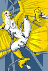 anthro avian barn_owl breasts female missoro nude owl pussy tickling tickling_pussy torture