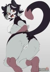 absurd_res anthro ass australian_possum biped black_body black_fur blush breasts brown_eyes cute_fangs fangs featureless_breasts female fur genitals grey_body grey_fur hi_res looking_at_viewer looking_back looking_back_at_viewer mammal marsupial mochii_tiger petaurid presenting presenting_hindquarters raised_tail simple_background solo sugar_glider tail teeth vulva