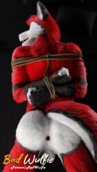 3d 9:16 anthro arms_tied ass balls biped black_nose blender_(artwork) blender_cycles bound canid canine canis claws digital_media_(artwork) digitigrade fluffy fur genitals hair hi_res male male_anthro mammal nude pawpads paws penile penis red_(red_wulfie) red_body red_fur red_wulfie sex tail watermark whiskers white_body white_fur white_whiskers wolf