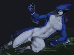 Jay (Bird) Rule 34 Image