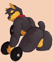 1boy anthro ass back_view balls canine color doberman dumbbell exercise fur furry housepets! k-9_unit kevin_(housepets!) leosaeta looking_at_viewer male male_only muscles nude raised_tail seth-iova solo tail webcomic