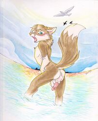 1boy 2012 anthro anus avian balls bird blush canine coyote fur furry looking_back male male_only nude penis seagull solo tan_fur tassy water