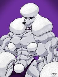 abs biceps canine domestic_dog doodledan86 male muscles muscular muscular_arms muscular_male pecs poodle