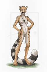 2010 anthro breasts dog_tags female furry genet looking_at_viewer nude pussy solo standing thetiedtigress