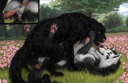 2025 anal anal_sex anus ass balls black_body black_fur black_spots black_tail bodily_fluids close-up cloud countershade_fur countershade_torso countershading cum cum_on_balls cutaway digital_drawing_(artwork) digital_media_(artwork) duo eleacat erection eye_contact felid feral feral_on_feral feral_penetrated feral_penetrating feral_penetrating_feral fur generation_3_pokemon genital_fluids genitals green_eyes grey_body grey_fur hi_res knot knotted_penis licking looking_at_another lying lying_on_ground male male/male male_penetrated male_penetrating male_penetrating_male mammal markings mightyena nintendo on_back on_ground open_mouth outside_sex pantherine penetration penile penile_penetration penis penis_in_ass plant pokemon pokemon_(species) quadruped red_eyes sex sky smile spots spotted_body spotted_fur spotted_markings spotted_tail tail tail_markings teeth tongue tongue_out tree