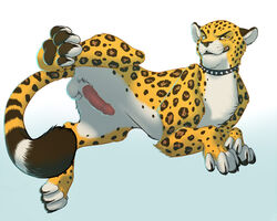 2013 balls cheetah collar feline feral male male_only penis raised_leg solo spread_legs spreading thewhitefalcon