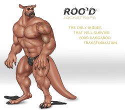 animal_genitalia anthro awarebear balls black_nose body_hair bulge claws clothed clothing clothing_aside demi_transformation facial_hair flip_flops footwear genitals hi_res humanoid jockstrap jockstrap_aside jockstrap_only kangaroo kangaroo_genitalia macropod male mammal marsupial mid_transformation moustache muscular muscular_male navel nipples product_placement sandals shaved_head shoes simple_background snout solo tail tattoo topless transformation underwear underwear_aside underwear_only