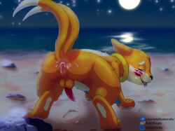 2_tails after_sex all_fours animal_genitalia animal_penis anthro anus ass balls beach blue_eyes blush bodily_fluids buizel cum cum_in_ass cum_in_mouth cum_inside cum_on_face cum_on_ground cum_on_tongue erection facial_markings fallofdusty footprint fur generation_4_pokemon genital_fluids genitals head_markings hi_res leaking_cum looking_at_viewer looking_back looking_back_at_viewer male mammal markings moon multi_tail multicolored_body mustelid musteline narrowed_eyes night nintendo nude open_mouth orange_body orange_fur orange_tail otter paws penis pokemon pokemon_(species) presenting presenting_anus presenting_hindquarters raised_tail rear_view reflection sand sand_on_foot signature smile smiling_at_viewer solo solo_focus star tail tongue tongue_out true_musteline water weasel yellow_body yellow_fur