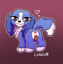 animal_genitalia animal_vulva anus ass bedroom_eyes bird_dog canid canine canine_genitalia canine_vulva canis cocker_spaniel domestic_dog female feral fluffy fluffy_ears fluffy_tail genitals hasbro hi_res hunting_dog littlest_pet_shop lps_309(g7) mammal narrowed_eyes presenting quadruped rear_view saberbutt seductive solo spaniel tail toony unnatural_colors