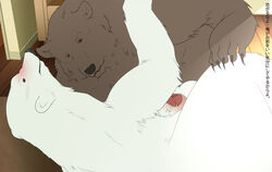 grizzly male_only polar_bear shirokuma_cafe tagme