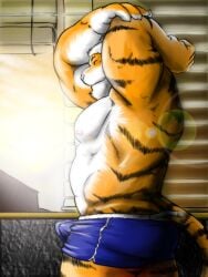 anthro blinds blue_bottomwear blue_clothing blue_shorts bottomwear bulge closed_eyes clothing erection felid grisser hair light light_beam male mammal morning_wood muscular pantherine pecs shorts smile solo stretching sunbeam sunlight tail tiger timberwolfmax white_hair