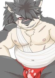 anthro asian_clothing belly biped bulge canid canine canis chest_wraps clothing detailed_bulge domestic_dog east_asian_clothing fundoshi fur grey_body grey_fur grin ilan1985 japanese_clothing lifewonders male male_anthro mammal musclegut muscular nipples pecs scar shino_(tas) smile solo tokyo_afterschool_summoners underwear wraps