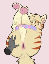2023 absurd_res ambiguous_gender anthro anus ass backsack balls biped black_nose blush blush_lines brown_body brown_eyes brown_fur dipstick_ears disembodied_hand duo ear_markings femboy fluffy fluffy_tail fur fur_markings genitals hi_res inner_ear_fluff legs_up looking_at_viewer male male/ambiguous male_anthro male_focus markings multicolored_ears pawpads paws penis perineum pink_anus pink_background pink_inner_ear pink_pawpads pink_penis pompsadoodle simple_background sleeves solo_focus striped_sleeves tail tan_balls tan_body tan_fur tan_inner_ear_fluff tuft