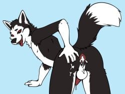 1boy animal_ears animal_genitalia animal_humanoid animal_penis anthro anus ass balls bent_over black_fur black_hair canid canine canine_genitalia canine_penis canis codehusky completely_nude cum cum_in_ass cum_inside domestic_dog dripping_cum from_behind fur furry genitals hand_on_ass hand_on_butt husky looking_at_viewer looking_back male male_only mcyt minecraft minecraft_youtubers multicolored_body multicolored_fur nude penis self_upload simple_background solo spread_ass spread_butt tail testicles tongue tongue_out twitch.tv white_fur youtube youtuber youtubers
