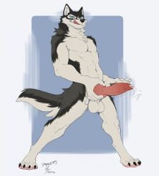 absurd_res animal_genitalia animal_penis anthro balls big_balls big_penis black_body black_fur blue_eyes bodily_fluids canid canine canine_genitalia canine_penis canis domestic_dog fur genital_fluids genitals grey_body grey_fur hi_res holding_knot holding_penis husky janus_(mho) knot knot_grab looking_at_viewer male mammal neck_tuft nordic_sled_dog penis precum presenting presenting_penis simple_background solo spitz standing tongue tongue_out tuft white_body white_fur yogoat