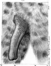 absurd_res anatomically_correct anatomically_correct_genitalia anatomically_correct_pussy anatomy animal_genitalia anthro biological_illustration black_body black_skin close-up detailed_pussy erection female fur genital_close-up genitals graphite_(artwork) hi_res hyaenid_pussy hyena light_body light_fur male_only mammal markings monochrome pencil_(artwork) pseudo-penis pussy pussy_close-up realistic_shading shaded silvcos solo spots spotted_body spotted_fur technical_illustration text traditional_media_(artwork) wrinkles